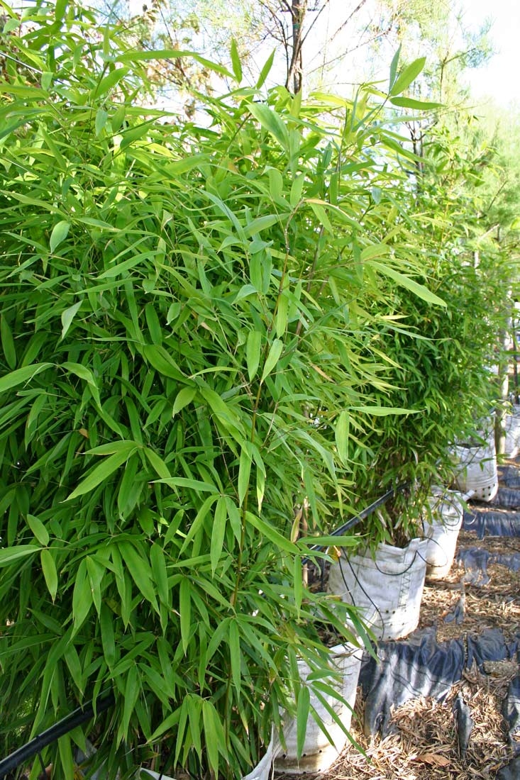 Bambu   Phyllostachys aurea Multi stem